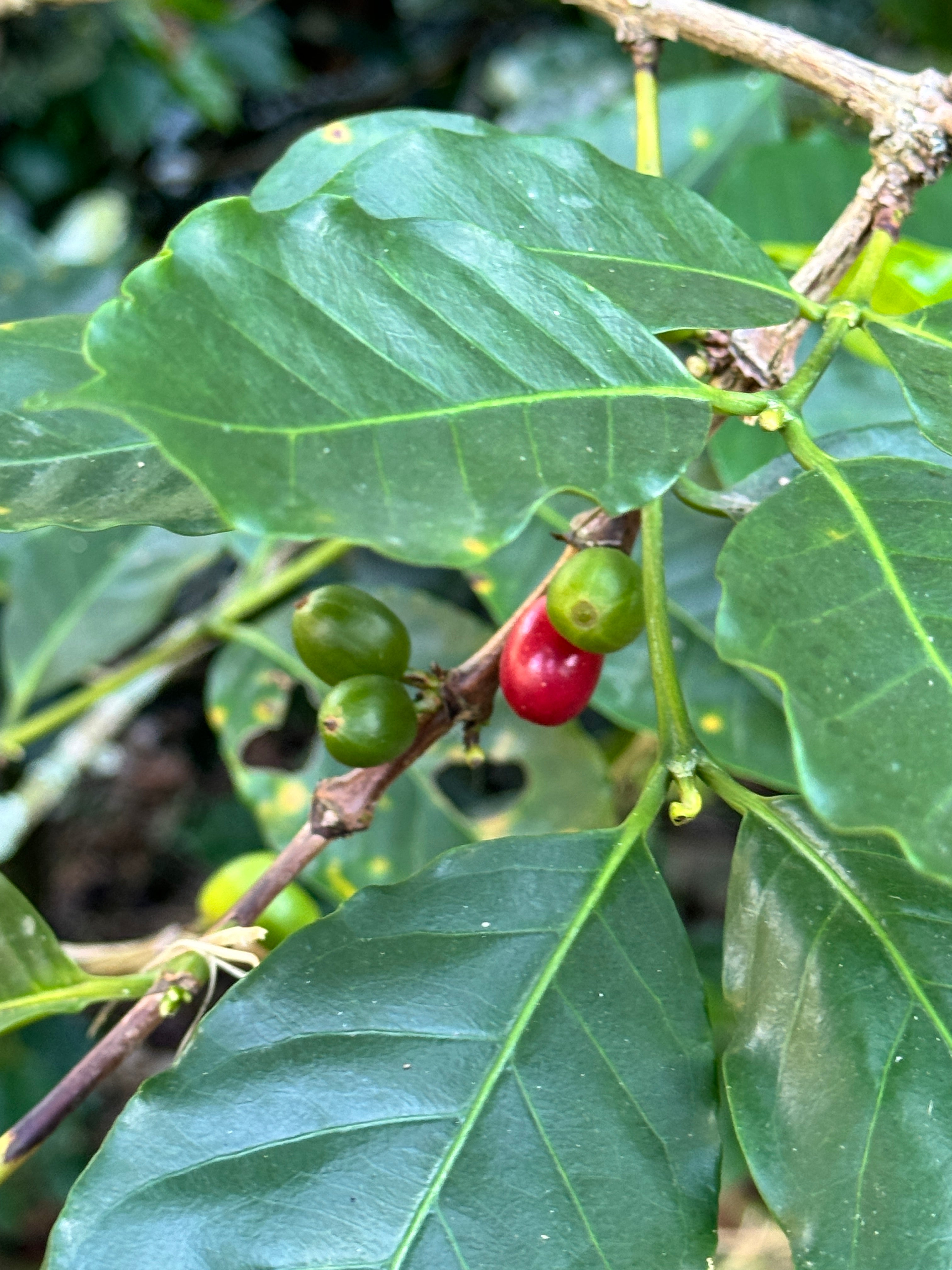 Coffee cherries on a branch with green leaves